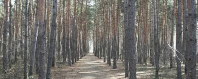 В Северном лесу в Воронеже будет организована ежедневная охрана