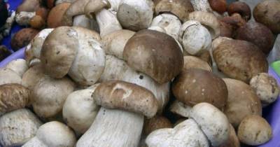 В калининградском музее расскажут о 100 видах съедобных грибов, растущих в регионе
