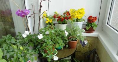 11 холодоустойчивых растений, которые можно выращивать на балконе до заморозков