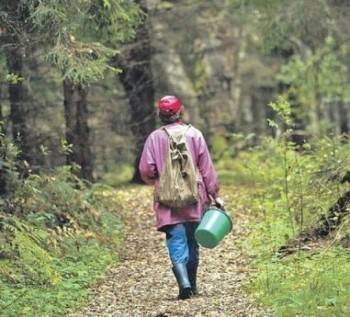 Больше недели ищут 60-летнюю жительницу Федотово в вологодскому лесу