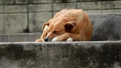 В Петербурге осенью прогнозируют наплыв бездомных собак