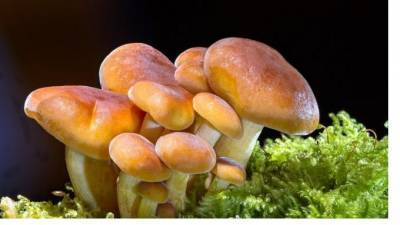 Токсиколог НИИ Джанелидзе: "Каждым грибом можно отравиться по-разному"