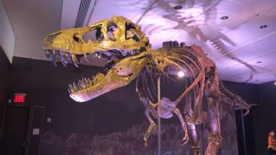 Купи динозавра: скелет тираннозавра возрастом около 67 млн лет выставят на аукцион