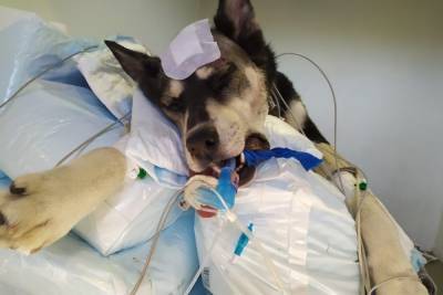 На жестоко избившего собаку петербуржца завели уголовное дело