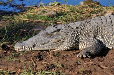 Ученые нашли крокодила, жившего на Земле 70 миллионов лет назад