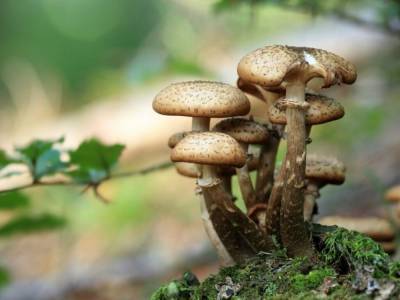 В Нидерландах создали «живой» гроб из грибов