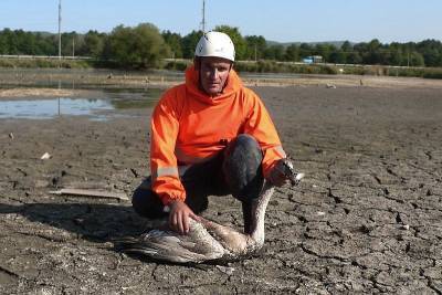 В Краснодарском крае спасатели помогли выбраться лебедю из рыбацких снастей