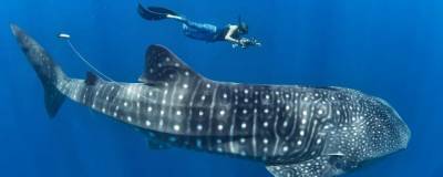 Ученые назвали самку китовой акулы самой большой рыбой в мире