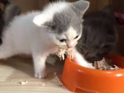 Находчивый котенок придумал смешной способ, как не даст съесть сородичу свой обед