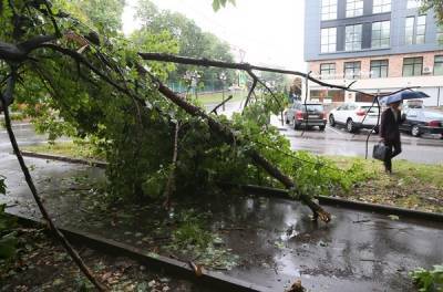Два дерева упали в Москве из-за сильного ветра