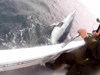 Мужчина поймал самую быструю в мире акулу