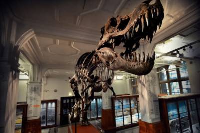 В Нью-Йорке на аукционе хотят продать скелет тиранозавра рекса