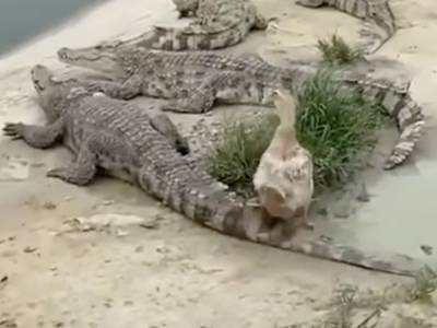 Дерзкая утка разбудила спящих крокодилов и осталась целой и невредимой