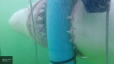 Ученые назвали китовую акулу самой большой рыбой в мире
