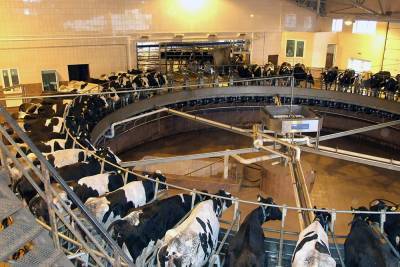 Надои молока и поголовье коров увеличились в Липецкой области