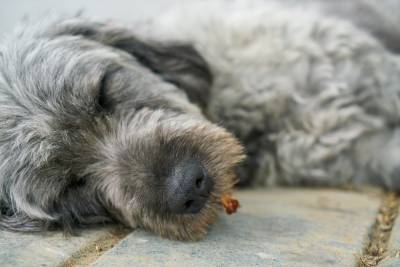 В Смоленске рассмотрели новый законопроект, направленный на защиту бездомных животных