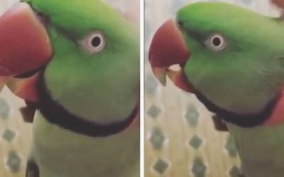 Пользователей Сети покорил попугай, спевший песню из фильма про Красную Шапочку (ВИДЕО)