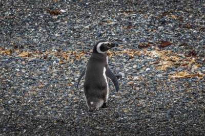 В Бразилии нашли пингвина, который умер из-за защитной маски