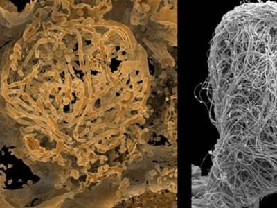 Ученые обнаружили в куске янтаря сперму возрастом сто миллионов лет