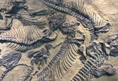 Ученые обнаружили окаменелости млекопитающих возрастом 25 млн лет
