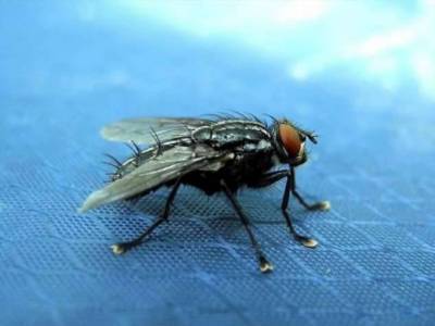 Какой вес способна поднять муха (+видео)