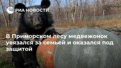 В Приморском лесу медвежонок увязался за семьей и оказался под защитой