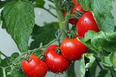 Подкарантинные помидоры нашли в Туле