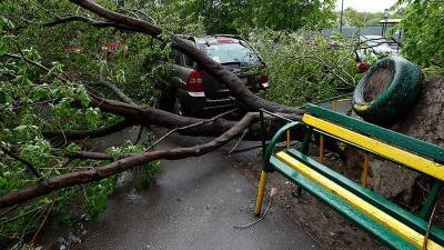 Пять человек пострадали в результате падения деревьев в Подмосковье