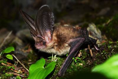 На Кунашире обнаружили новый для острова вид летучих мышей