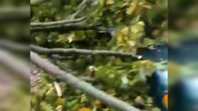 Из-за урагана и падения деревьев в Подмосковье пострадали 5 человек