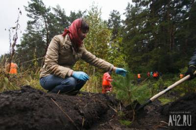 В Кемерове за день высадят более 1 700 деревьев