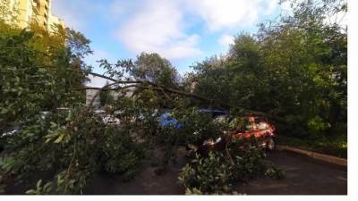 Из-за сильного ветра в Петербурге упали 8 деревьев