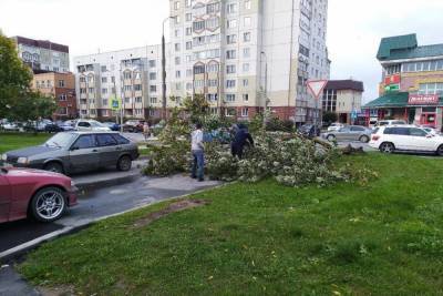 Сильный ветер повалил дерево на улице Рокоссовского в Пскове