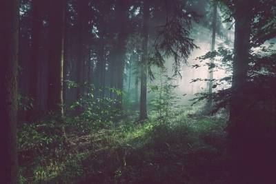 В гдовском лесу потерялись три человека