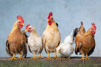 Тульский фермер оштрафован за сожительство куриц и голубей
