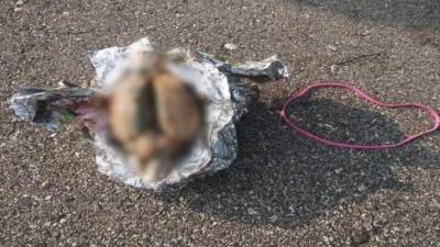 В США во время прогулки по пляжу художник нашел мозг в фольге