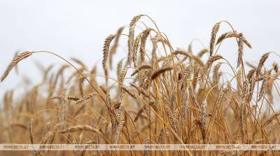 Минская область намолотила 2 млн т зерна