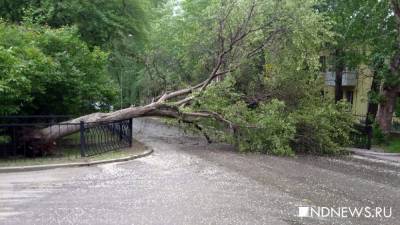 Ураган в московском регионе: повалено больше 200 деревьев, 2,5 тысячи человек остались без света, есть пострадавшие