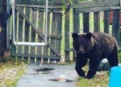 Играл с детьми и ел конфеты: медвежонок в Приморье увязался за семьей и попал на дачу
