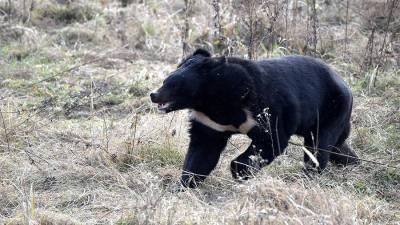 Гималайский медведь покусал грибников в Хабаровском крае