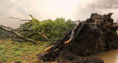 Бури в Латвии не случилось, но поваленных деревьев было немало