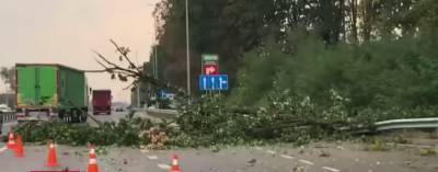 Ураган атаковал Киев, затоплены улицы и повалены деревья: видео масштабных разрушений