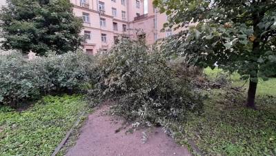 Сады и скверы в центре Петербурга закрыли из-за штормового ветра