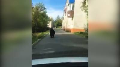 Медведь бегает по улицам Петропавловска-Камчатского.