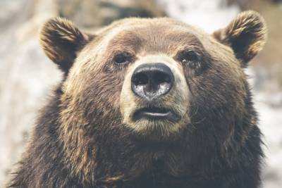 В Якутии 84-летняя пенсионерка перерычала напавшего медведя