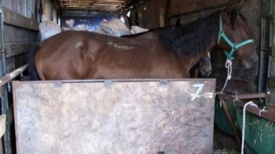 Через Акбулак за границу пытались незаконно вывезти табун лошадей