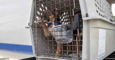 «Аэрофлот» повысил до 200$ тариф за перевозку животных