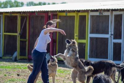 Исследование. Жители Челябинска больше любят собак, чем кошек