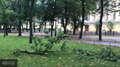 Скверы и сады Петербурга закрыли из-за погодных условий