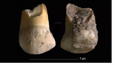 Ученые обнаружили детский зуб одного из последних неандертальцев